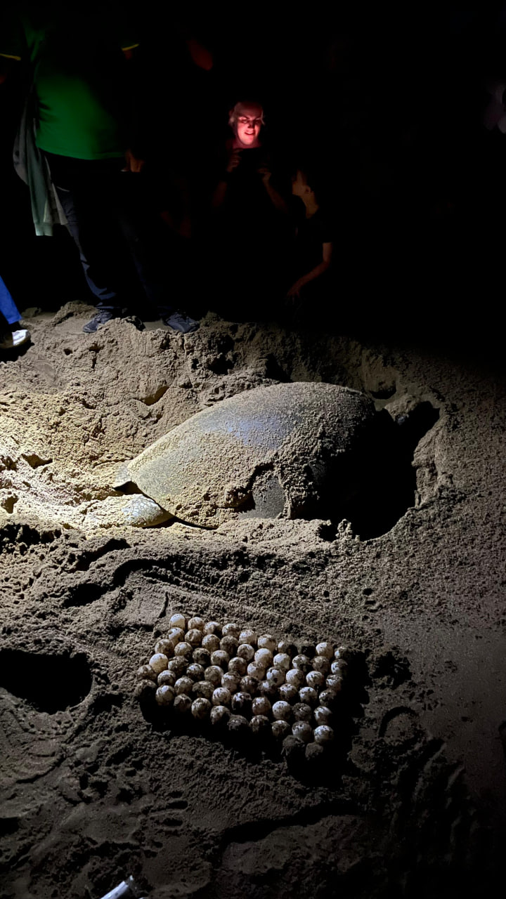 Sea Turtle Laying Eggs