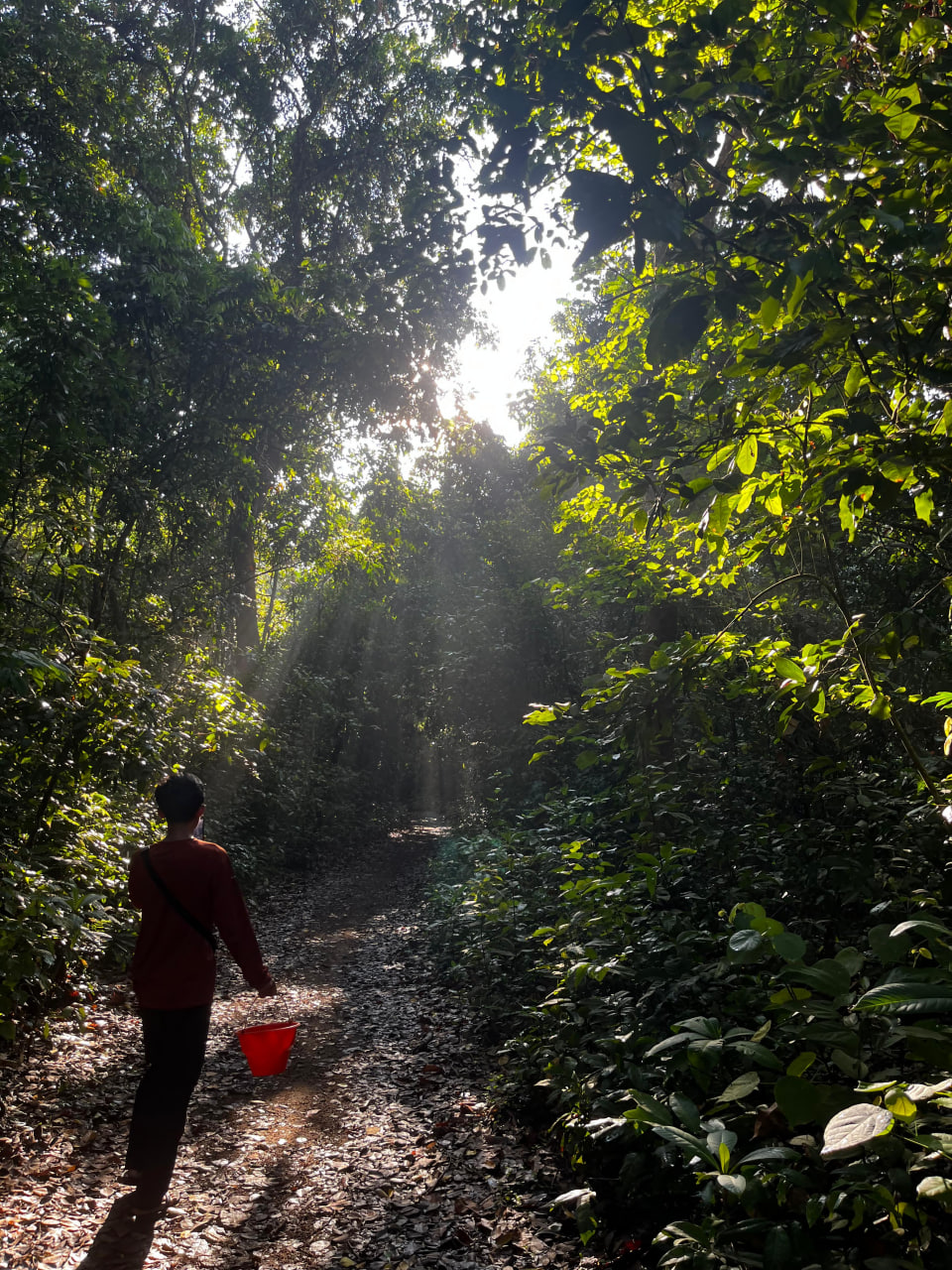 Trekking Through the Forest
