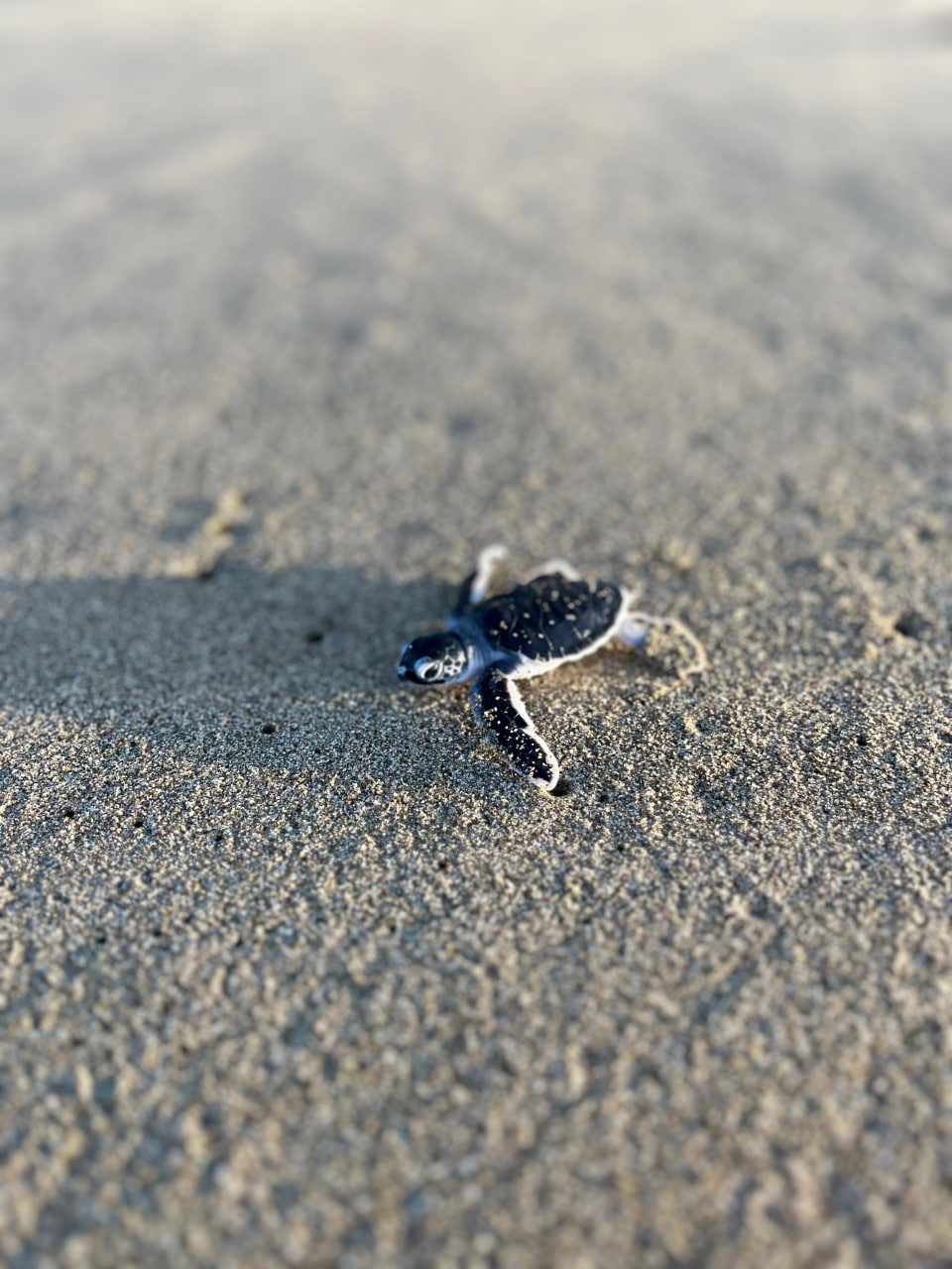 Baby Sea Turtle